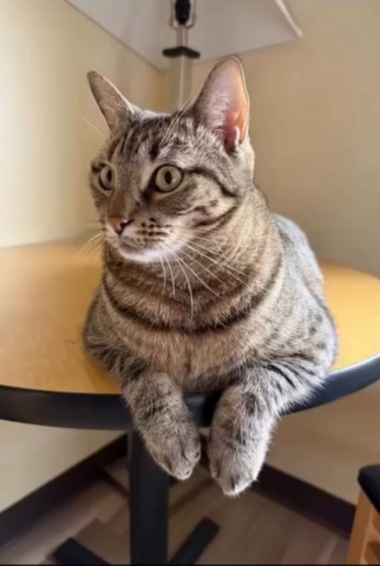 DeNiro the Kat