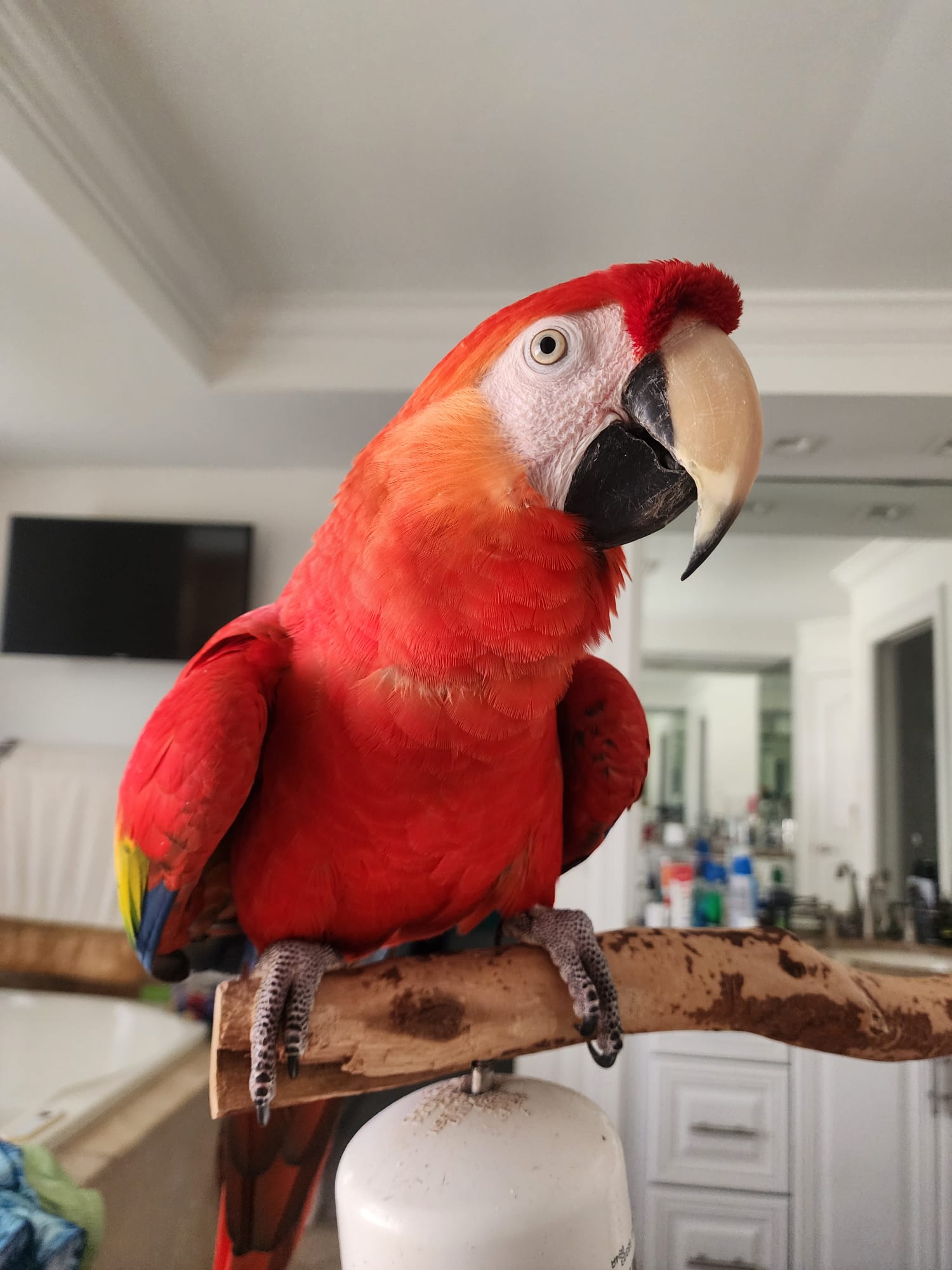 Hugo