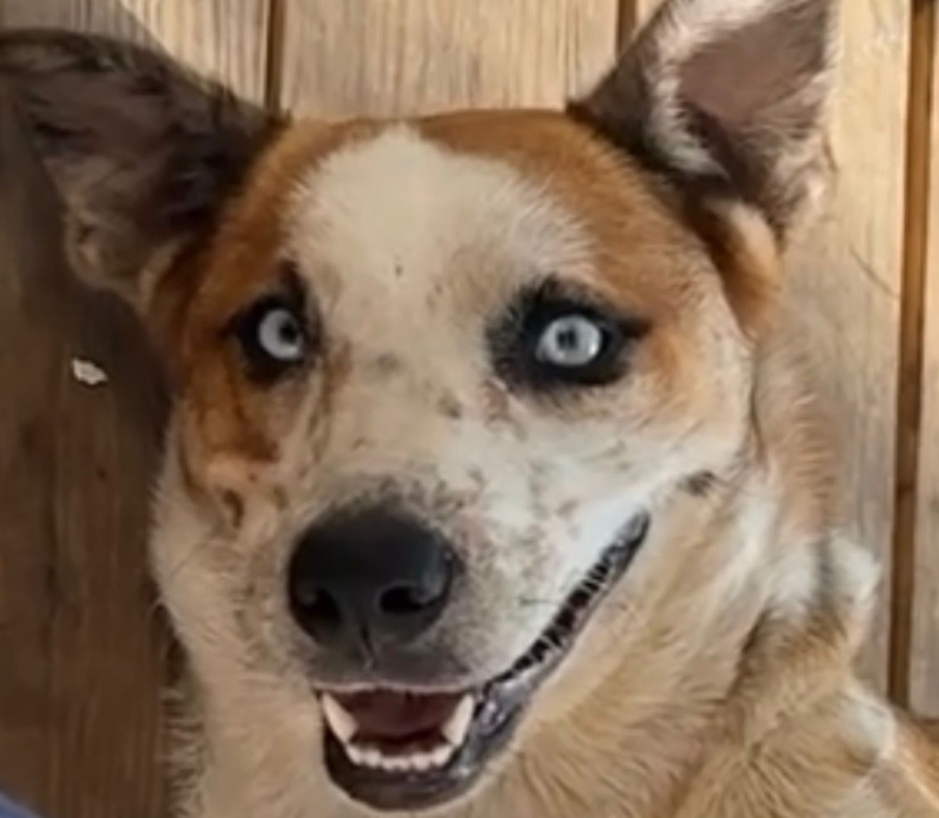 Bluey