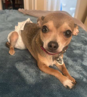 Chiquita Guadalupe