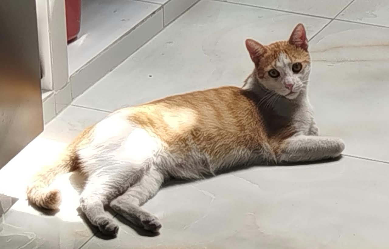 Mango