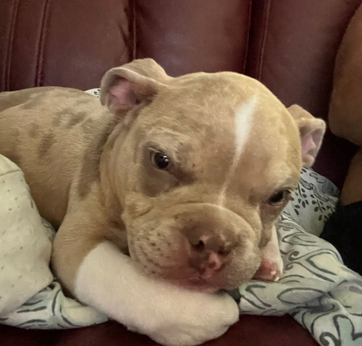 Tonka