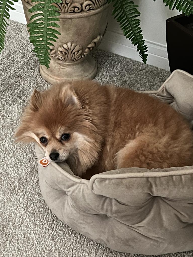 Ziggy