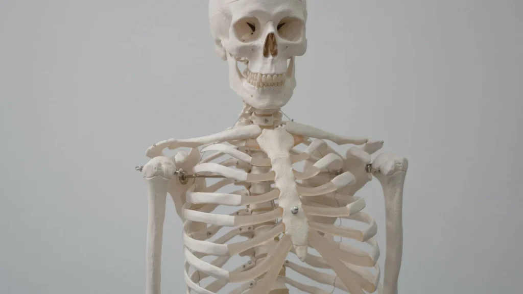 Human skeleton model showing the spinal column where a herniated disc can occur