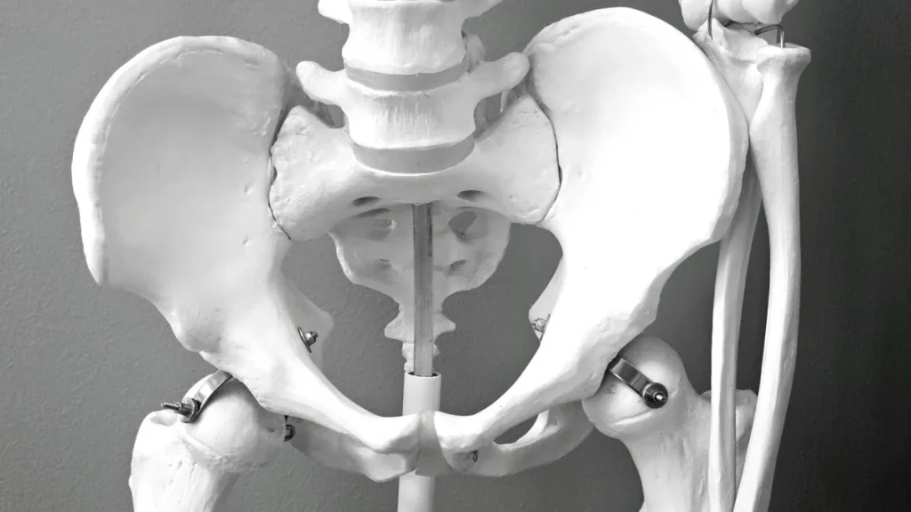 Human skeleton showing the spinal discs where a herniated or bulging disc forms