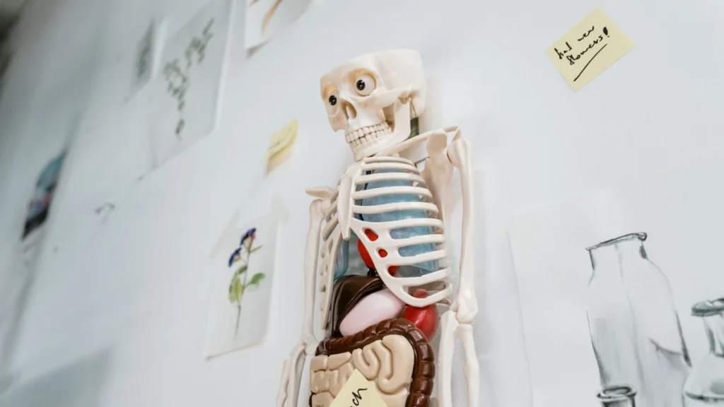 Skeleton model of the spine illustrating how disc damage develops over time