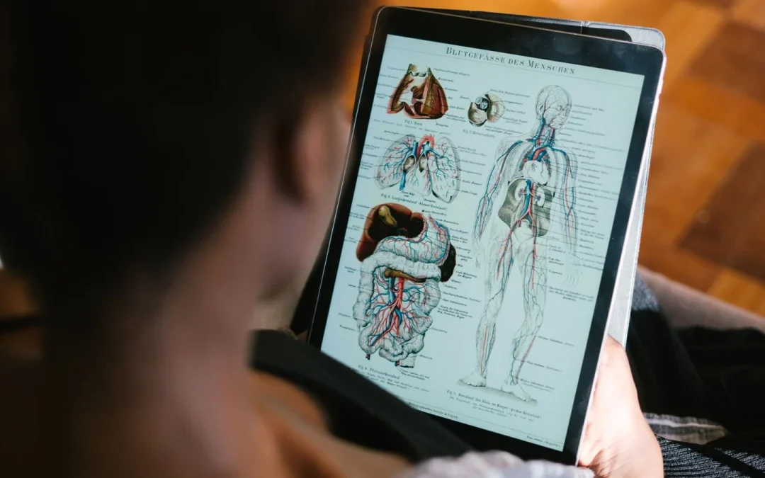 Student studying human anatomy as part of the path to becoming a chiropractor